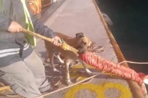 Θρίλερ στον Πειραιά: 70χρονος εντοπίστηκε νεκρός σε παγκάκι στο λιμάνι