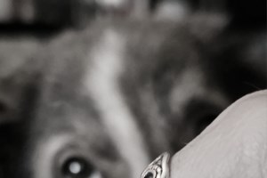 Συνελήφθη 60χρονη που κρατούσε σκυλιά σε άθλιες συνθήκες στην Κέρκυρα