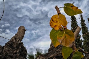 Eπεσαν τα πρώτα χιόνια σε Όλυμπο και Καλάβρυτα αρχές Οκτώβρη - [Εικόνες - Βίντεο]