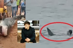 Η στιγμή που καρχαρίας σπέρνει τον πανικό στο Αλικάντε - Εμφανίστηκε ξαφνικά ανάμεσα στους λουόμενους