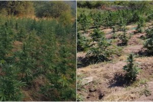 Πύργος: Το ελικόπτερο βρήκε απότιστη χασισοφυτεία - Την "έκαψε" ο καύσωνας [εικόνα]