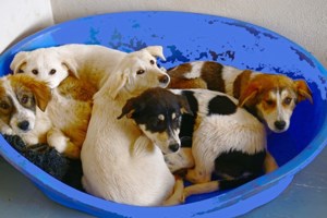 Είμαστε δύο από τα 9 αδερφάκια που μας βρήκαν στα βουνά παρατημένα - εικόνα 2