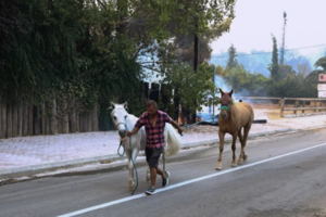 Τατόι: Αγώνας για να σωθούν 100.000 πολύτιμα αντικείμενα - Κάηκε μέρος του κτήματος [βίντεο]