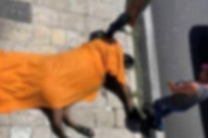 Κέρκυρα: Επίθεση από αμαξηλάτες δέχτηκε ποδηλάτης που πλησίασε το νεκρό άλογο - "Στο βλέμμα του είδα φόνο" [Βίντεο] - εικόνα 2