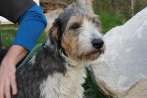 Από τη χαρά της όταν σε βλέπει πηδάει και στα δύο πόδια προσπαθώντας να σε φτάσει - Αυτή είναι η Γωγώ από το Κυνοκομείο Σπάρτης