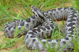 Πανικός από την εμφάνιση οχιάς σε νηπιαγωγείο των Τρικάλων [εικόνες] - εικόνα 3