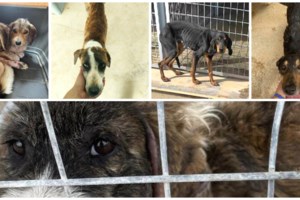 Αγέλη σκύλων "κατασπάραξε" ηλικιωμένο- Τέσσερα χρόνια μετά, δικαστήριο καταδίκασε τον Δήμο Πυλαίας να πληρώσει μεγάλη αποζημίωση