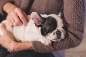 Έφηβοι σκύλοι; Κι όμως οι σκύλοι περνούν την εφηβεία, λένε οι επιστήμονες - εικόνα 2