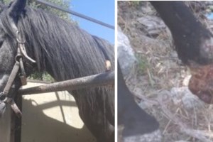 Γιαγιά "Σέρλοκ Χολμς" στην Κρήτη: Τι θυμήθηκε και βοήθησε την αστυνομία να βρει τους δράστες