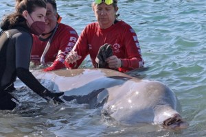 Καλά τα νέα για τη φάλαινα "Ζιφιός": Καταδύθηκε ξανά στα βαθιά - Έλαβε ισχυρή φαρμακευτική αγωγή - εικόνα 2
