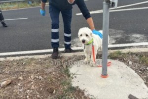 Βρέθηκε και η "Λώρα" που είχε χαθεί μετά από τροχαίο στη Λαμία - Φοβισμένη από διερχόμενο οδηγό
