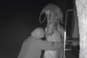 Εξι περίεργα πράγματα που κάνουν οι σκύλοι όταν κάνουν κακάκια - εικόνα 5