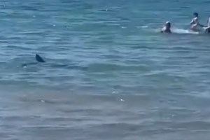 Ζάκυνθος: Η στιγμή που καρχαρίας κολυμπά δύο μίλια από το λιμάνι [βίντεο]