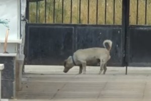 Σοκ στο Βέλγιο: 75 νεκρές γάτες και τρεις σκύλοι βρέθηκαν σε καταψύκτες μέσα σε σπίτι