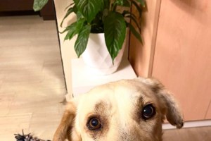 Dog's Voice: Βοηθήστε μας να τα βοηθάμε - Η έκκληση για τα σκυλάκια σε ανάγκη που φροντίζονται από τους εθελοντές του