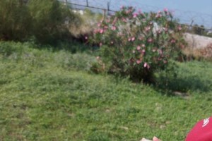 Τι δεν πρέπει να κάνετε αν βρείτε τραυματισμένο ζώο: Πώς να το βοηθήσετε - εικόνα 5