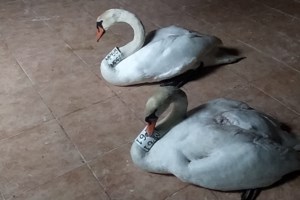 Μια ιστορία (φτερωτής) αγάπης και απώλειας που έγινε μια ιστορία για νέα αρχή - εικόνα 4