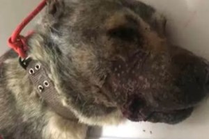 Ηράκλειο: Αστυνομικοί της ΔΙΑΣ έσωσαν πιτ μπουλ σε φλεγόμενο σπίτι - Ρίσκαραν ακόμα και τη ζωή τους