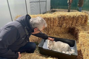 Θλίψη για το λευκό τιγράκι: Ευθανασία προτείνουν οι κτηνίατροι - "Κάθε ανάσα της είναι ένας αφόρητος πόνος" - εικόνα 2