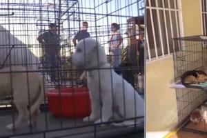 Διασώσεις από πλημμυρισμένες περιοχές:  Μήπως αναγνωρίζετε κάποιο από τα ζωάκια; - Μπορείτε να υιοθετήσετε [Εικόνες] - εικόνα 2