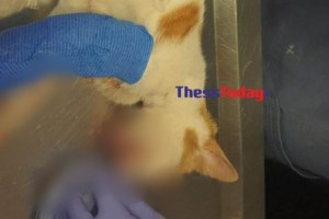 Κτηνωδία στον Βόλο: Έβαλαν σε τσουβάλι νεογέννητα γατάκια και τα πέταξαν στα σκουπίδια [εικόνες]