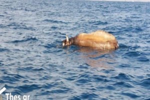 Βόμβα από Αγαπηδάκη: Το νερό στο Βόλο δεν ήταν πόσιμο ούτε πριν τις πλημμύρες- Γι΄αυτό γίνεται διαρκώς επιδημιολογική επιτήρηση - εικόνα 2