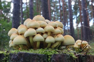 Δηλητηριώδη μανιτάρια στην Ελλάδα: Τι πρέπει να ξέρετε, πώς να τα ξεχωρίσετε - εικόνα 2