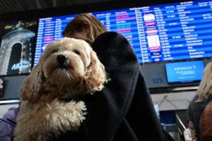 Εισαγγελική έρευνα για το μπλακ άουτ στο FIR Αθηνών και τα αεροδρόμια - "Θα πέσουν κεφάλια", λέει ο Δήμας - εικόνα 2