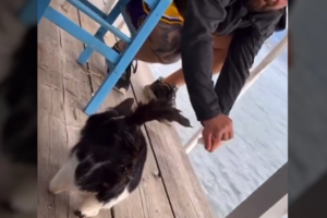 Συνελήφθη ο νεαρός που κλώτσησε το γατάκι στη θάλασσα στην Αιδηψό - Νέα ανάρτηση Θεοδωρικάκου - εικόνα 2