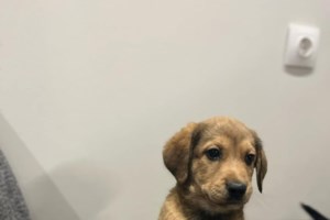 Ενα σπάνιο και πανέξυπνο πλάσμα, που από μωρό κέρδισε τον σεβασμό για όσα έχει καταφέρει να ξεπεράσει - Ο Ακίτα