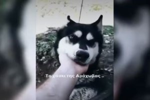 Αράχωβα: "Εγώ είμαι η φωνή του αθώου Όλιβερ, προσπαθούν να την καλύψουν" - Ξεσπά ο ιδιοκτήτης του χάσκι