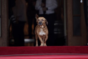 Η δύναμη του Πίνατ στο Μέγαρο Μαξίμου: Τα χάδια από τον υπ. Εσωτερικών των ΗΠΑ, Νταγκ Μπέργκαμ