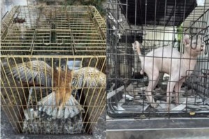 Θεσσαλονίκη: Σκύλος τραυμάτισε 5χρονο κοριτσάκι - Προσήχθη ο ιδιοκτήτης του