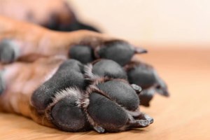 Ποινική δίωξη σε βαθμό κακουργήματος στους κτηνοτρόφους που πυροβόλησαν και σκότωσαν σκύλο στη Θεσσαλονίκη