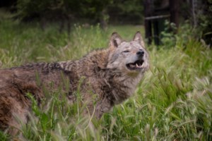 Τραγικός επίλογος για 50χρονο ψαρά που αγνοούνταν στο Σούνιο: Βρέθηκε νεκρός στην Κύθνο
