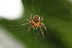 Καθηγήτρια Επιδημιολογίας : Οι αράχνες δεν είναι επιθετικές - Επικίνδυνα είδη στην Ελλάδα είναι μαύρη χήρα και η καφέ - ερημίτης