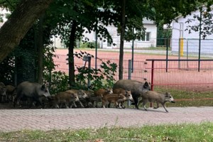 Κίνα: Αγριεμένος... ιπποπόταμος επιτέθηκε σε φύλακα ζωολογικού κήπου - Γλίτωσε στο τσακ [Βίντεο] - εικόνα 2