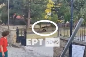 Καλαμπάκα: Αρκούδα επιτέθηκε σε 44χρονο - Πάλεψαν και τον δάγκωσε στην κοιλιακή χώρα [βίντεο]