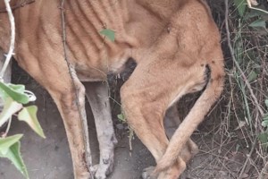 Επιτέλους: Κακούργημα ο βασανισμός ζώου και ποινή φυλάκισης μέχρι 10 χρόνια