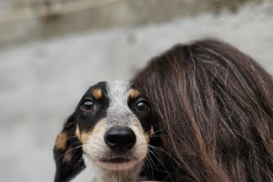 Σώστε ένα αδεσποτάκι: Τον βγάλαμε Μπέργκερ γιατί θέλουμε να τον "φάμε"