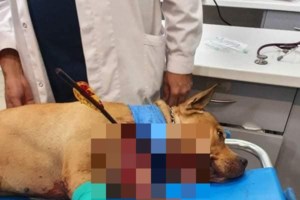 Βίντεο ντοκουμέντο από τη φονική επίθεση με τόξο σε σκύλο: Τι λέει ο ιδιοκτήτης του άτυχου ζώου - Οι κινήσεις του δράστη - εικόνα 2