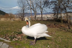 Ανησυχία για τη γρίπη των πτηνών: Μαζικοί θάνατοι αργυροπελεκάνων στη Μικρή Πρέσπα και σε άλλες λίμνες - εικόνα 2