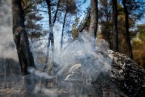 Φωτιά στον Θεολόγο: Ελεύθερος με περιοριστικούς όρους ο 14χρονος για τους εμπρησμούς