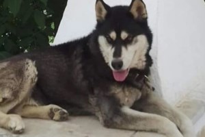 Αράχωβα: Διπλή κατεπείγουσα εισαγγελική έρευνα για τον Όλιβερ - Τι ζητά η αντεισαγγελέας του Αρείου Πάγου