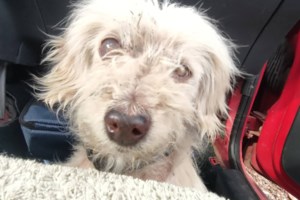 Εργα ανθρώπων: Ο Μπάλος υπέφερε απίστευτα φορώντας το ίδιο περιλαίμιο από κουτάβι που του κατέφαγε το λαιμό - εικόνα 3