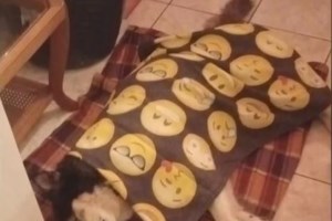 Ιδιοκτήτρια ταβέρνας στην Αράχωβα: Μου είπαν ότι ξήλωσα τις κάμερες για να συγκαλύψω τον κακοποιητή του Όλιβερ