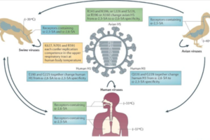 Φάουτσι: Το 80% των κρουσμάτων κορονοϊού στις ΗΠΑ είναι της μετάλλαξης Δέλτα