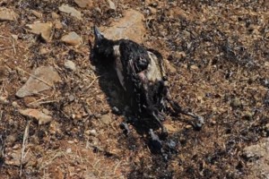 Φωτιά στην Παλλήνη: Καίγονται ξερά χόρτα κοντά στην Αττική οδό