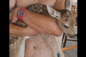 Βοιωτία: Πυροσβέστες έσωσαν ελάφι που έπεσε στο κανάλι του Μόρνου, στην προσπάθεια του να πιει νερό - εικόνα 2