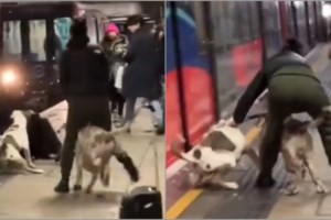 Σε σοκ η μητέρα βρέφους από το Οχάιο: Πίτμπουλ της οικογένειας κατασπάραξε 7 μηνών κοριτσάκι - "Δεν θα καταλάβω ποτέ γιατί!" - εικόνα 4